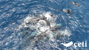 Dominica plays a pivotal role in scientific study documenting rare sperm whale birth