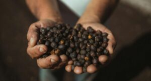 FAO to facilitate International Coffee Day on Oct 1,  highlighting crop’s  global contribution
