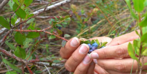 IICA supports preservation of Andean blueberry, promotes agrobiodiversity in Ecuador via the Sacha Ñawi initiative