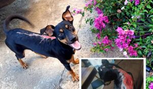 PRESS RELEASE: Truck drivers and volunteers needed for life-saving animal airlift – June 13–14